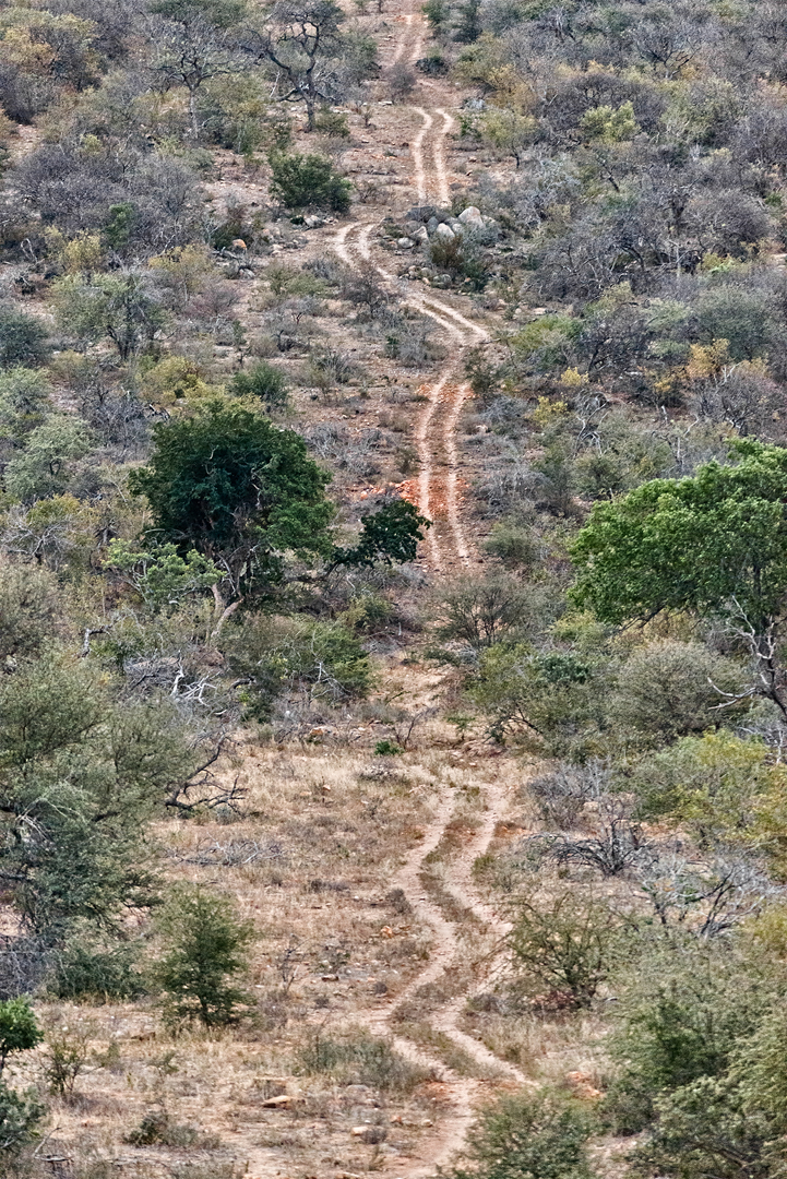 Kruger 696 copia